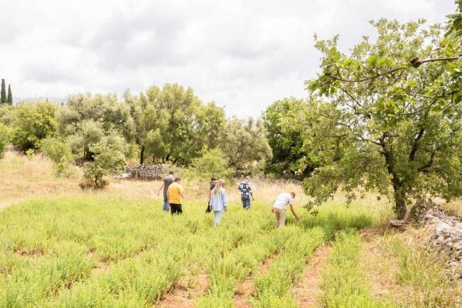 Anbauflächen von MANI für das soziale Projekt Lyso Garten