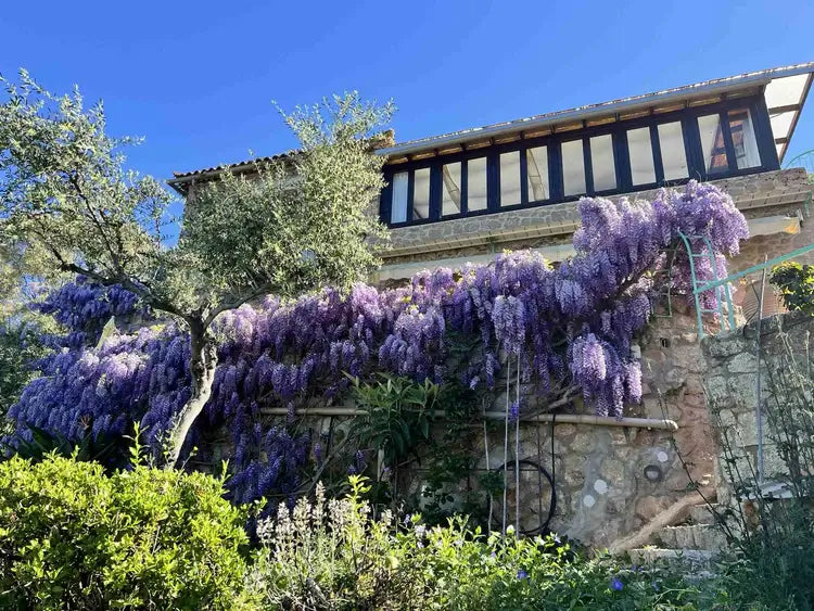 Blauregen im MANI Sonnenlink in voller Blüte